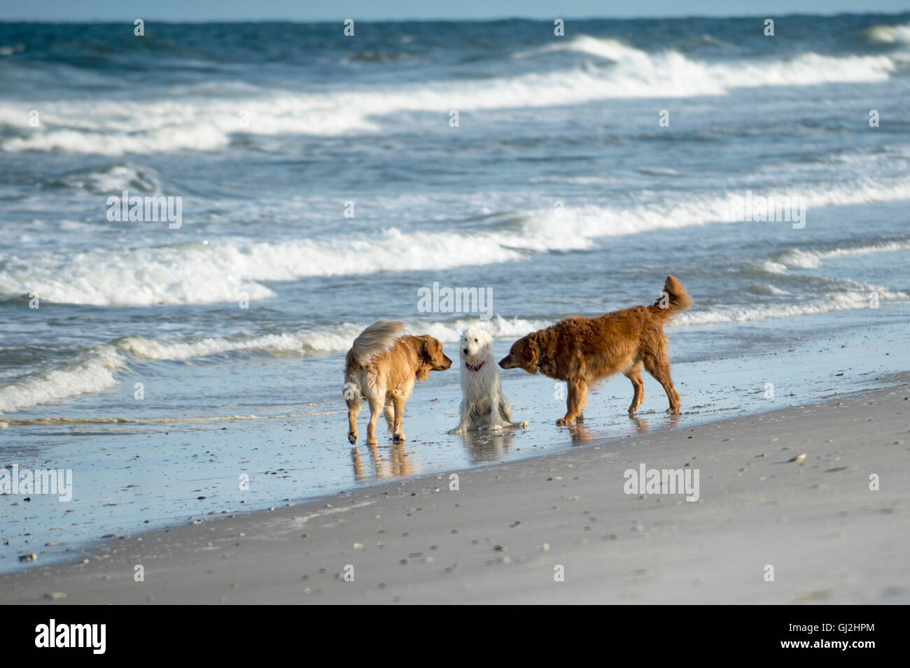 Goldendoodle mit zwei golden Retriever am Strand Stockfoto