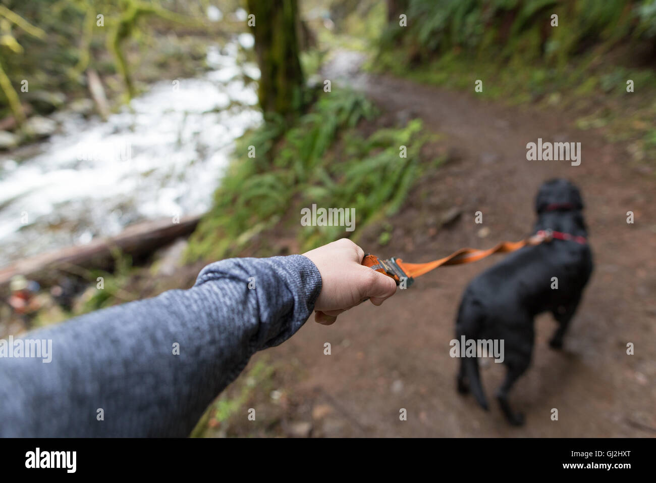 Mann zu Fuß Hund an der Leine durch Fluss Stockfoto