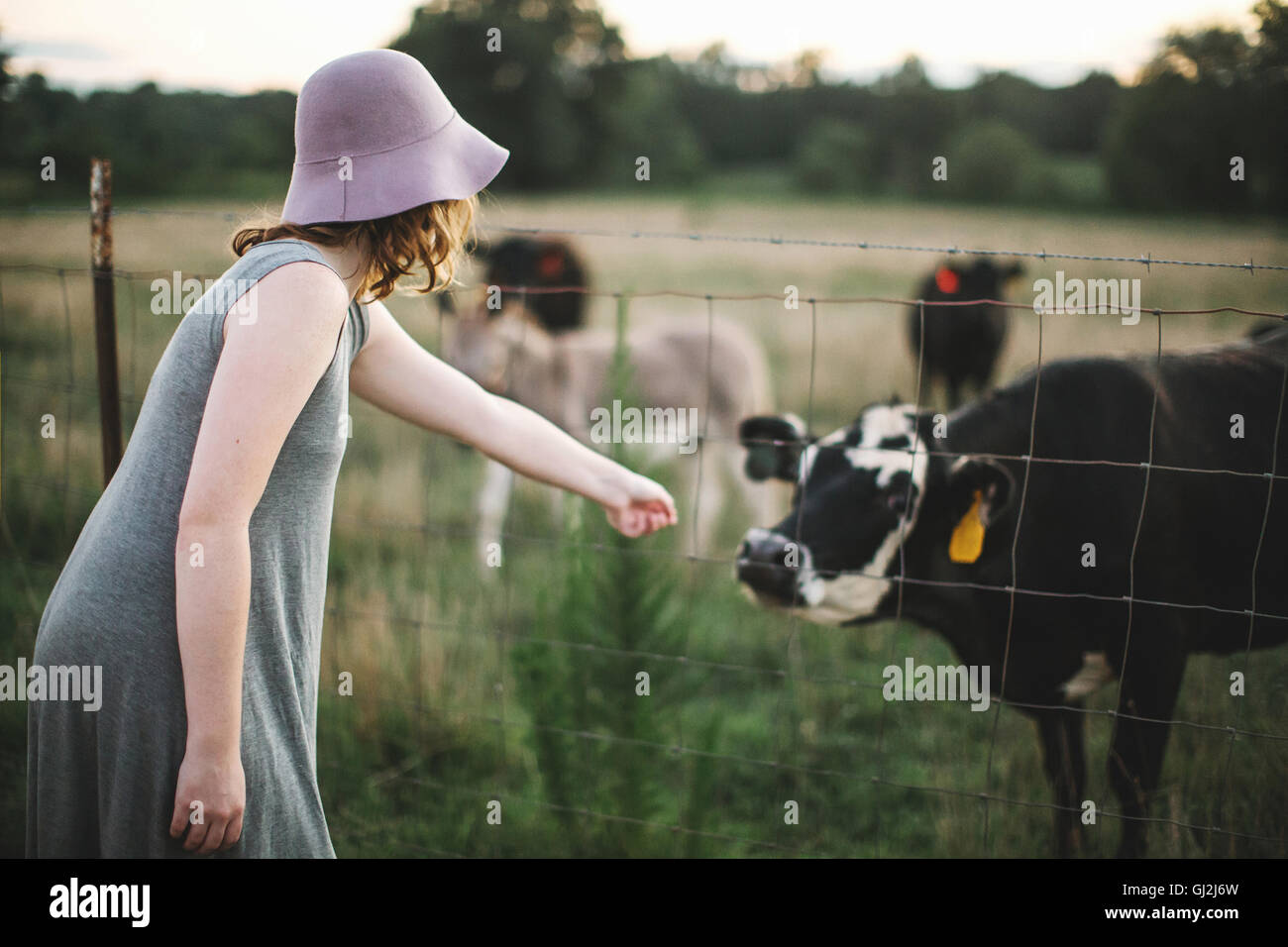 Frau erreichen durch Drahtzaun Kuh berühren Stockfoto