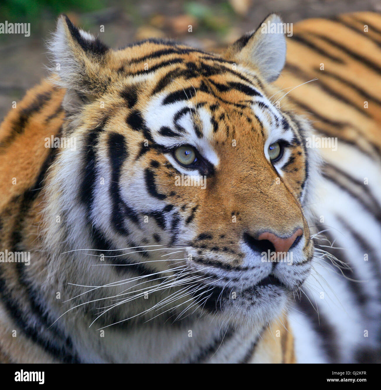 Bengal-Tiger-Porträt Stockfoto