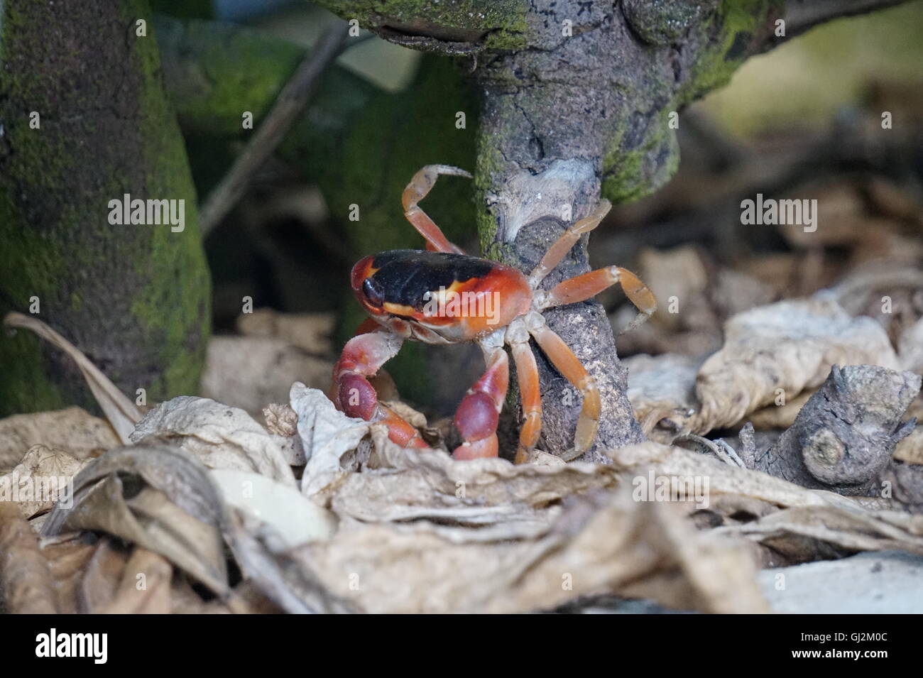 Rote Krabbe (Gecarcinus Ruricola) auf Barbados Stockfoto