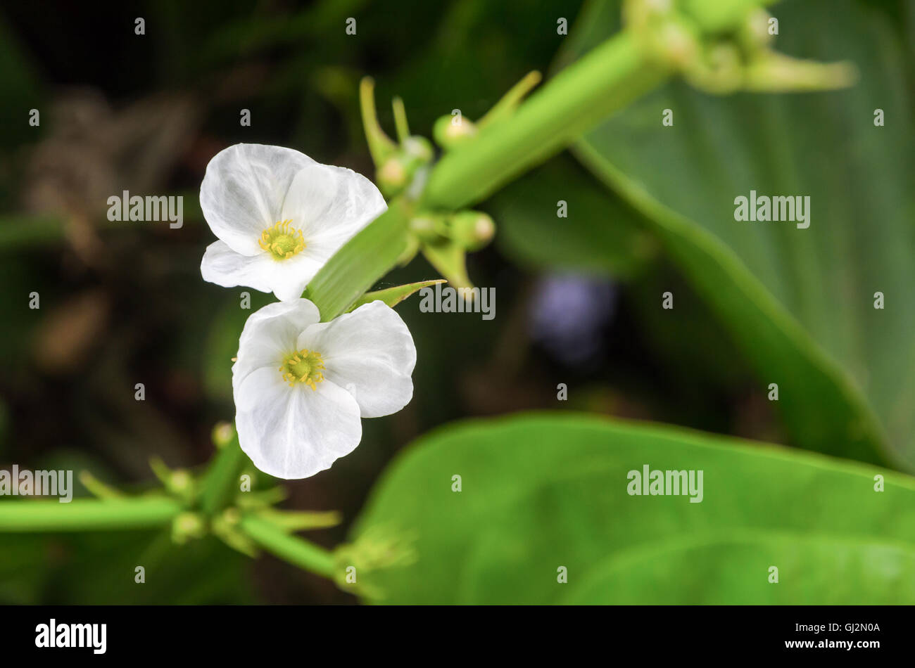 Schöne kleine weiße Blume der schleichende Burhead oder Echinodorus Cordifolius ist eine Wasserpflanze Stockfoto