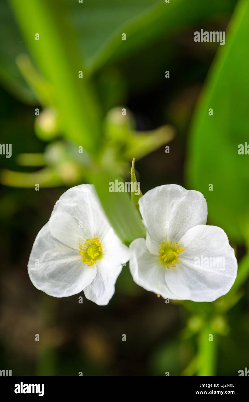 Schöne kleine weiße Blume der schleichende Burhead oder Echinodorus Cordifolius ist eine Wasserpflanze Stockfoto