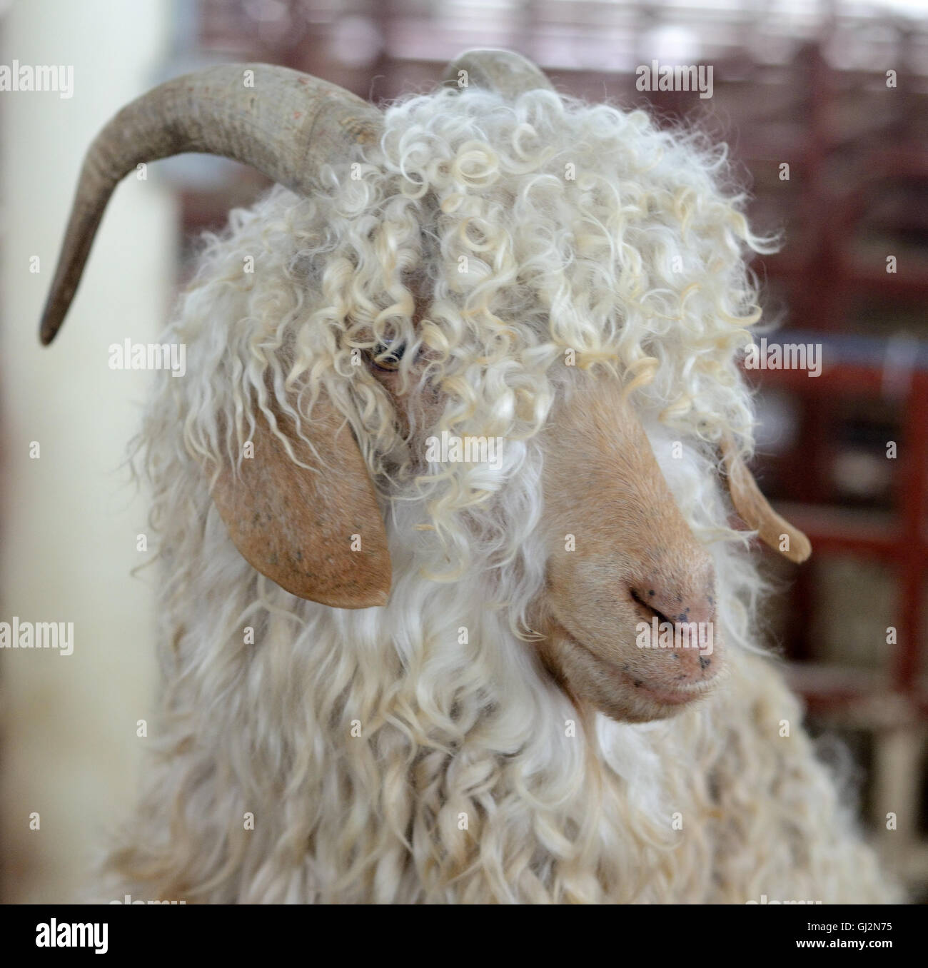 Schafe, lange Haare Stockfoto