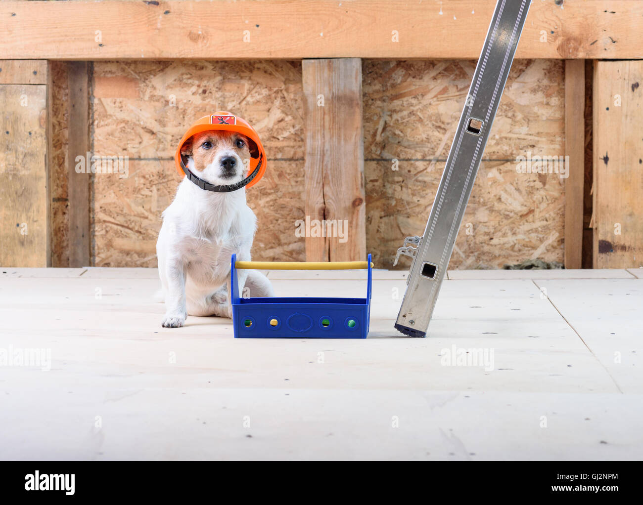 Hund als lustige Baumeister Helm auf Baustelle mit toolbox Stockfoto