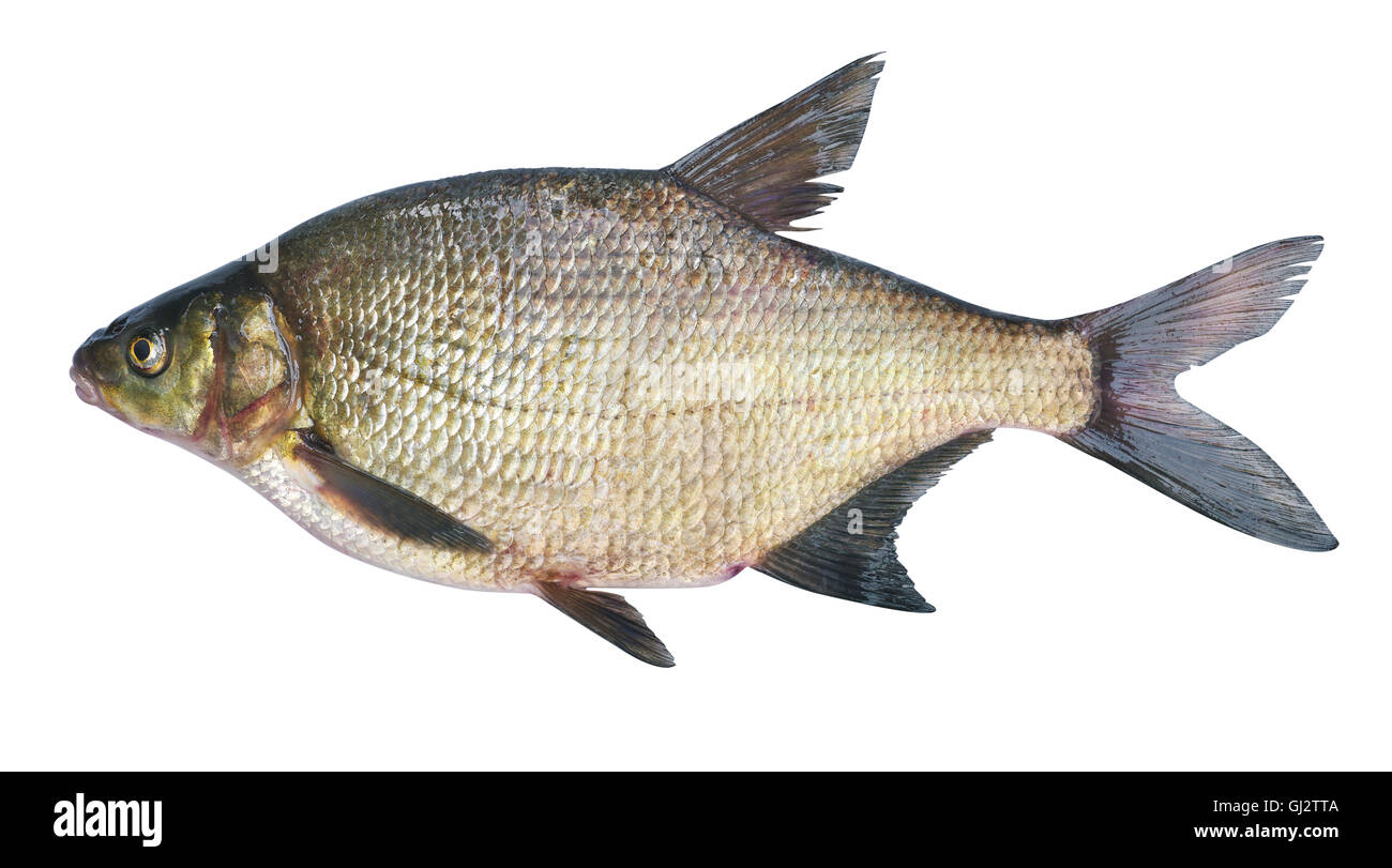 Brassen (Abramis Brama) auf einem weißen Hintergrund. Erwachsenes Weibchen vor dem Laichen. Gewicht der Fische - 2130 Gramm. Ort zu fangen - Oka Ri Stockfoto