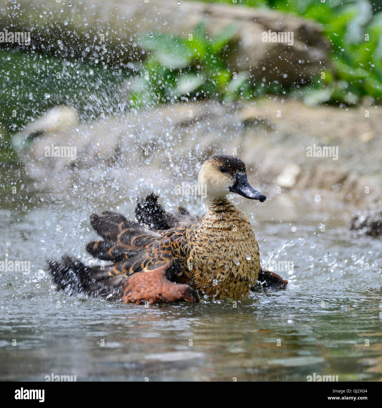 Wandernde Pfeifen Ente Küken Reinigung selbst im Teich flatternden Flügel mit Wasser spritzt Stockfoto