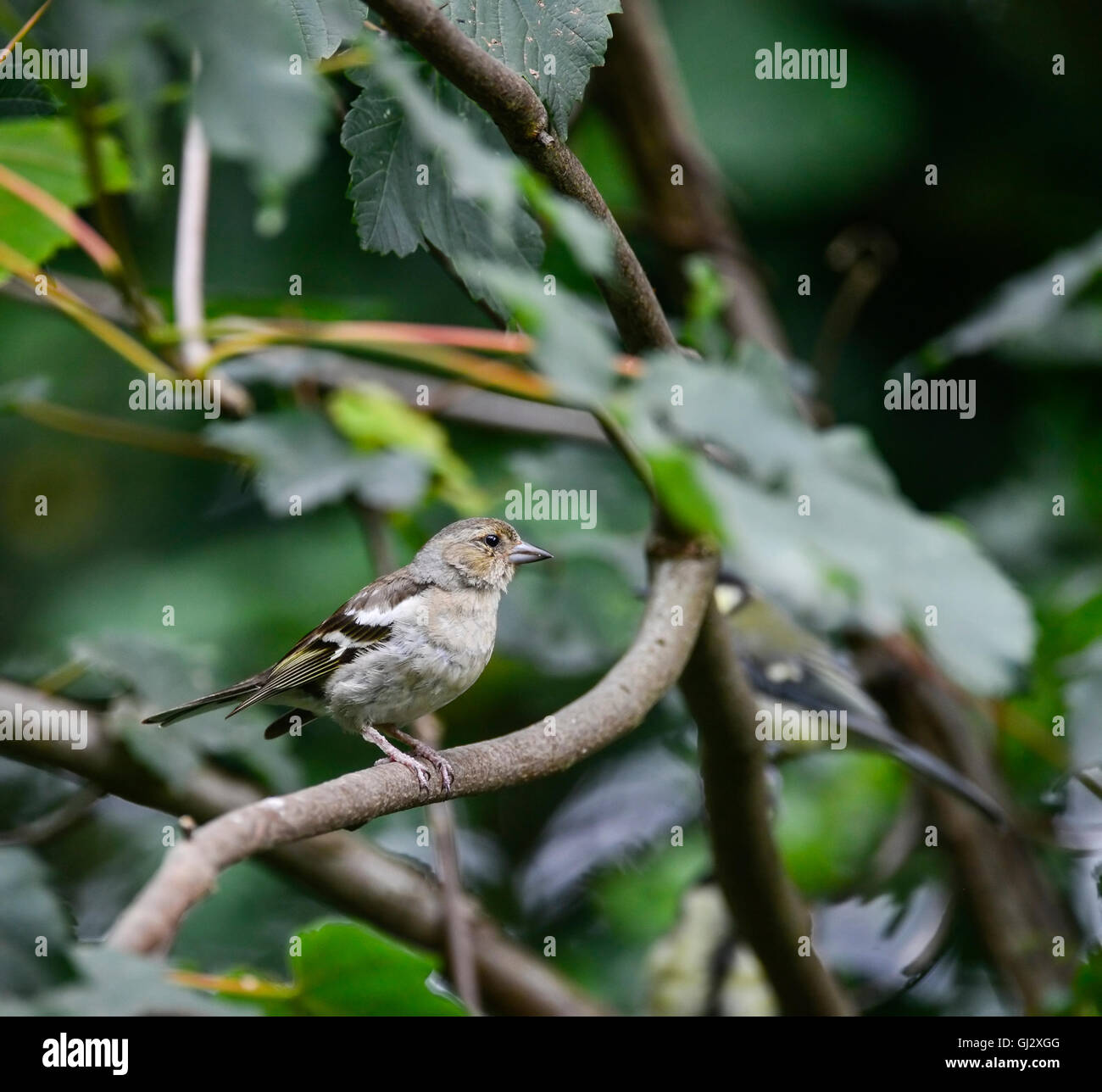 Porträt des weiblichen Vogels Buchfink Fringilla Coetebs thront in Baum Stockfoto