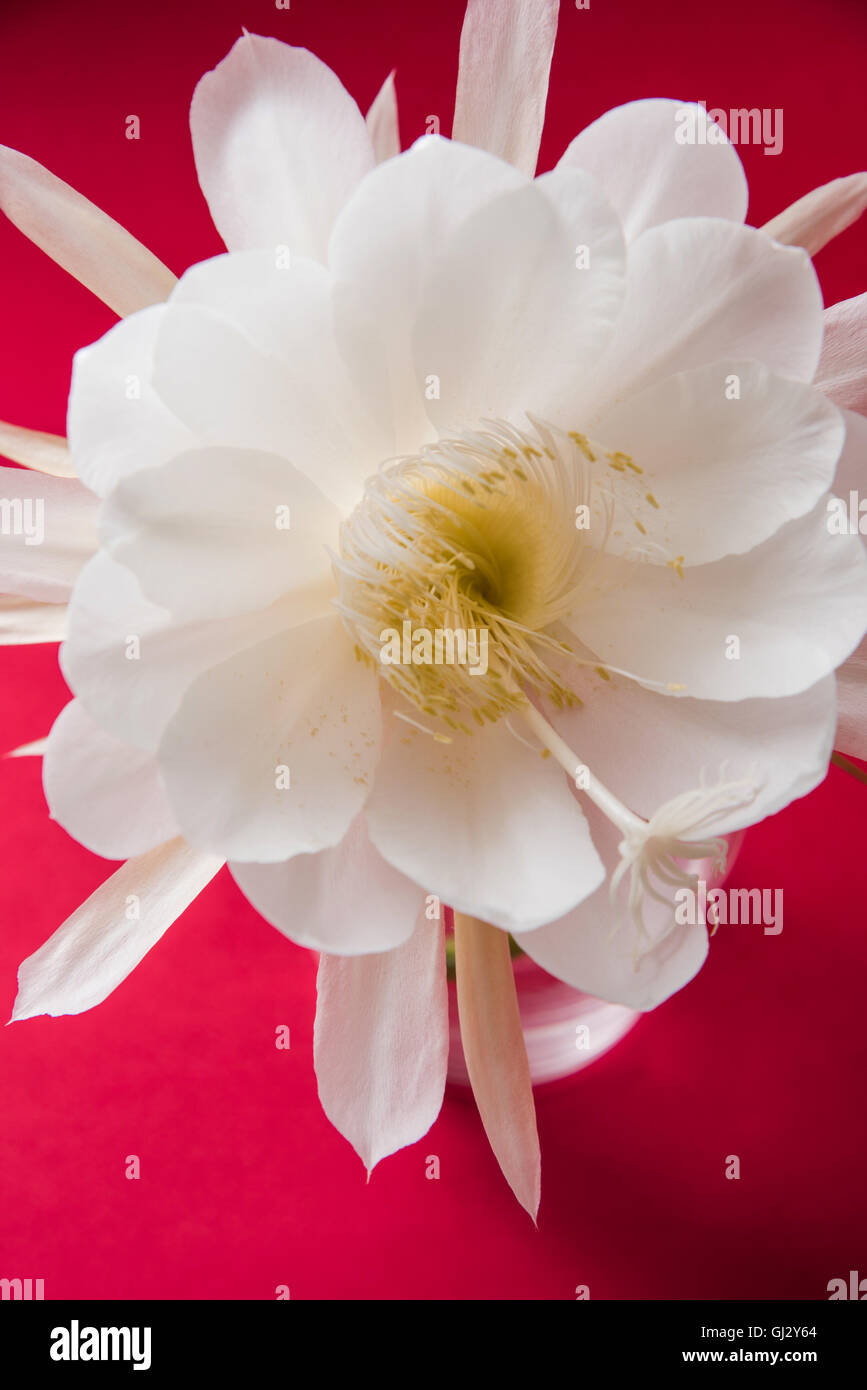 Essen Obvallata / Brahma kamal Blume oder weißen Lotus, es stammt aus dem Himalaya und Uttarakhand, Indien, isoliert Stockfoto