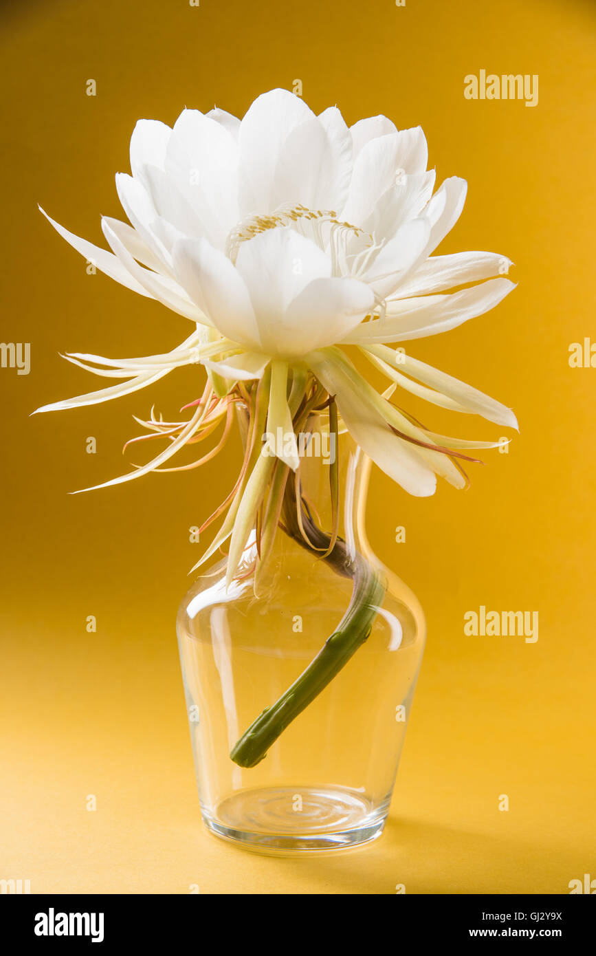 Essen Obvallata / Brahma kamal Blume oder weißen Lotus, es stammt aus dem Himalaya und Uttarakhand, Indien, isoliert Stockfoto