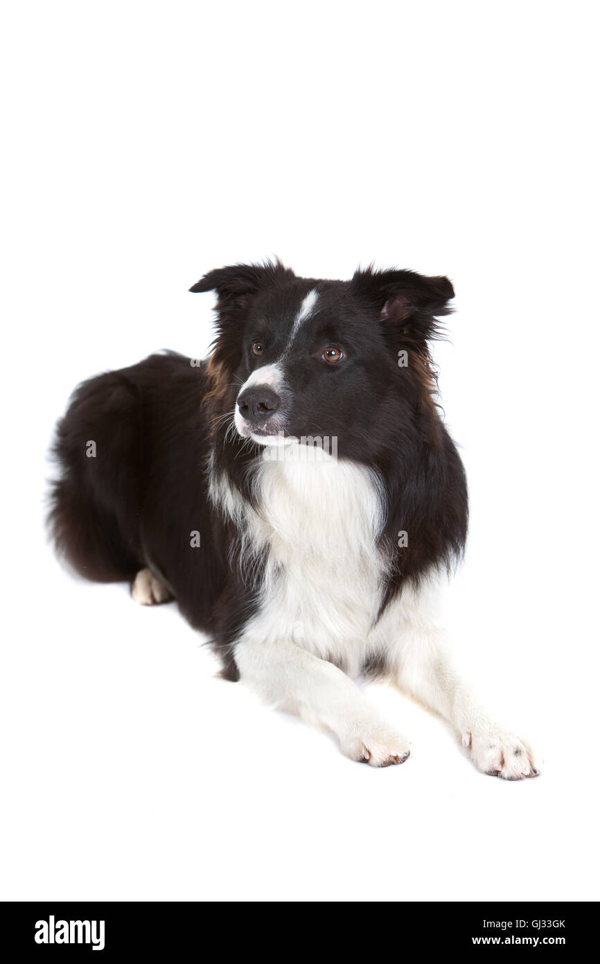 Border-collie Stockfoto