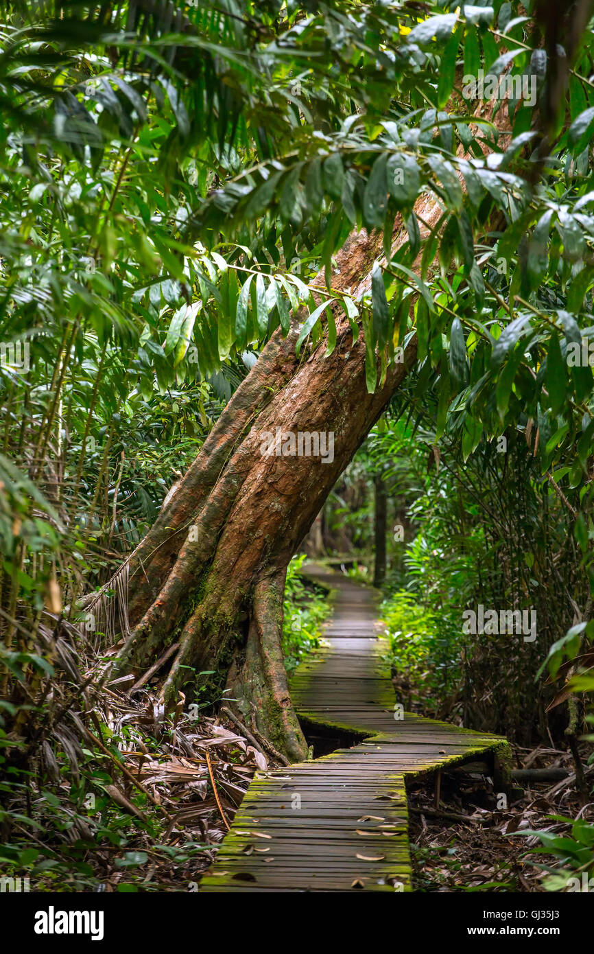 Trail in den Regenwald, Bako Nationalpark, Sarawak, Malaysia Stockfoto