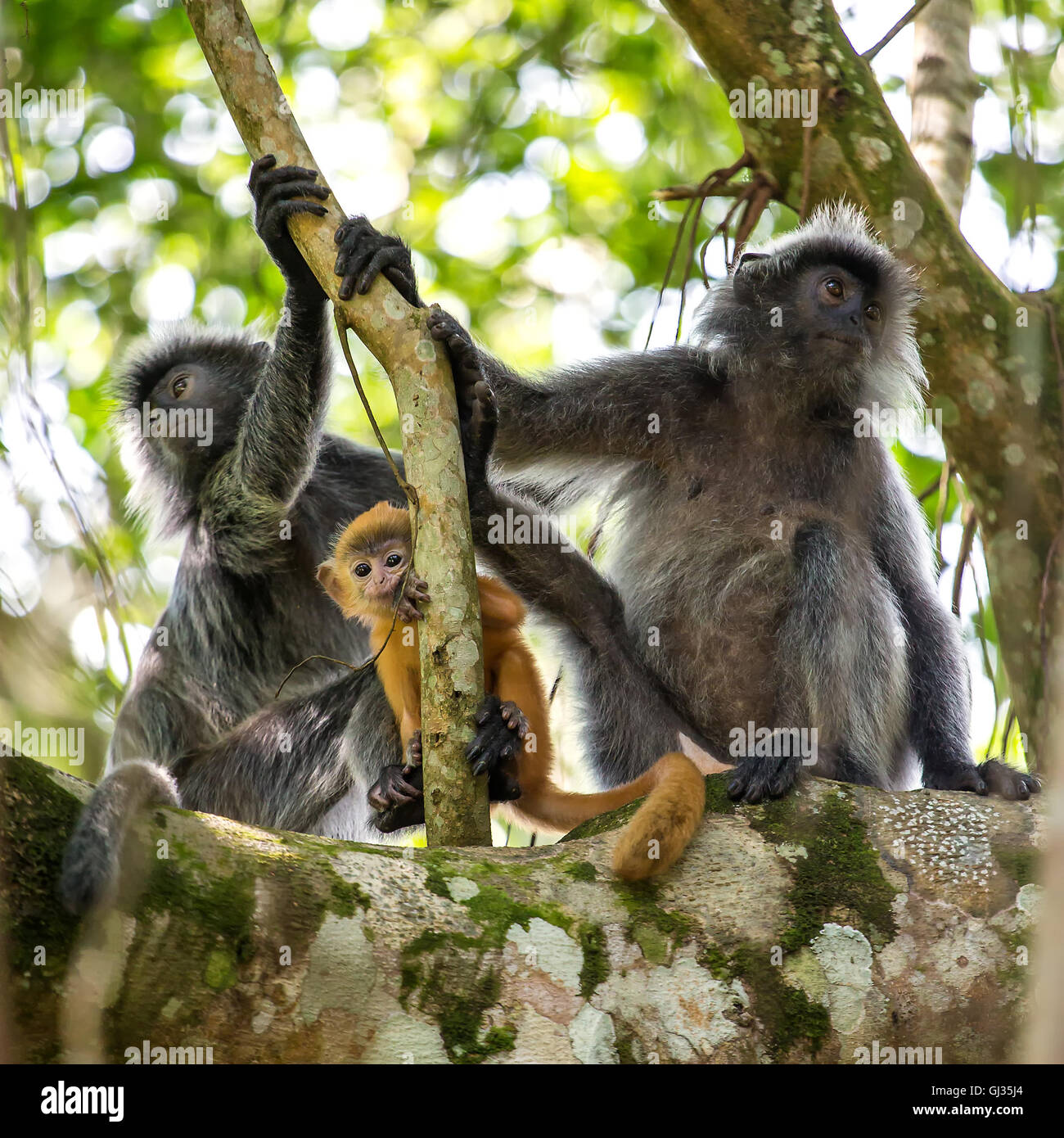 Mutter und Baby versilbert Blatt Languren Affen im Bako Nationalpark, Borneo, Malaysia Stockfoto