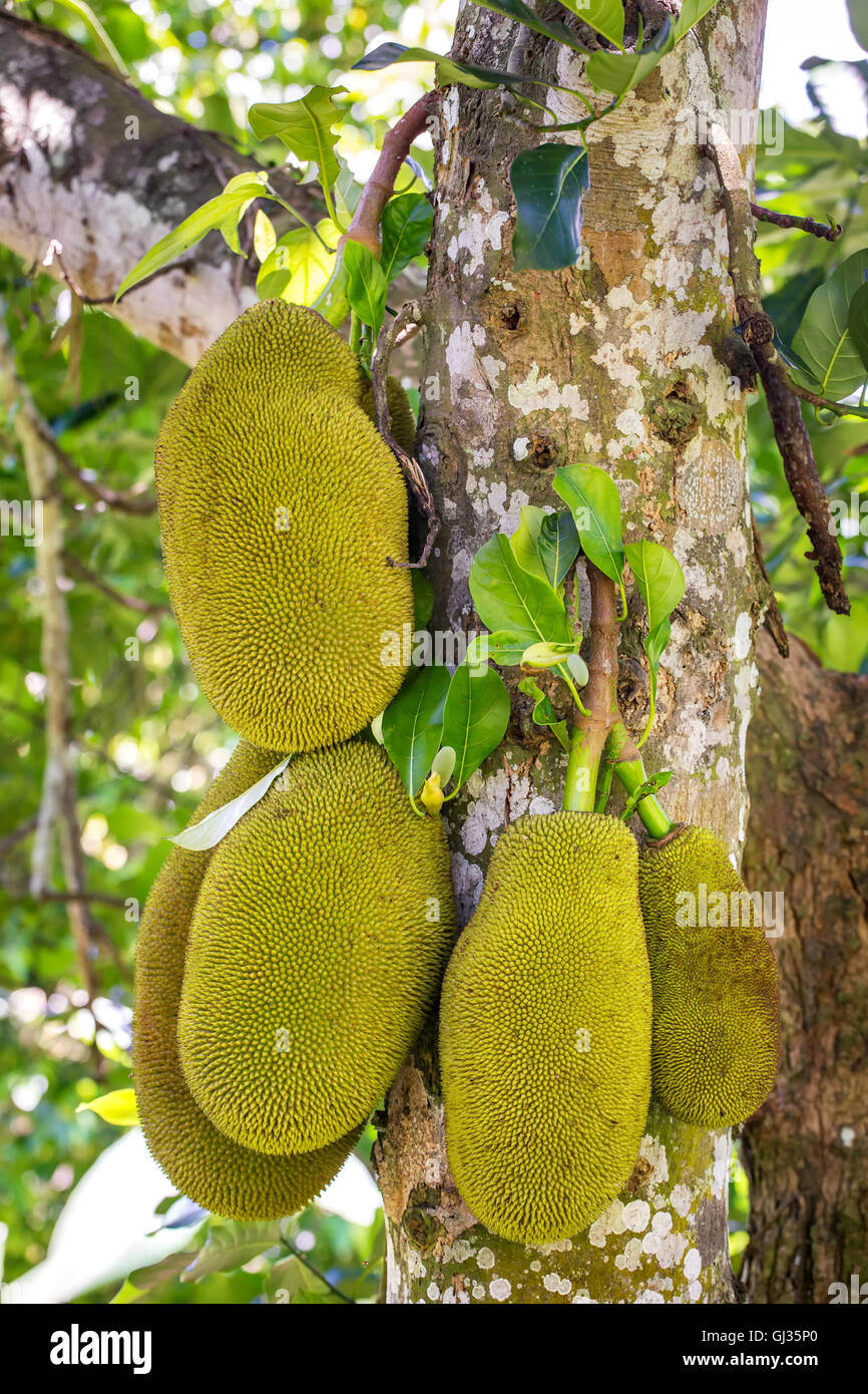 Die Jackfrucht am Baum Stockfoto