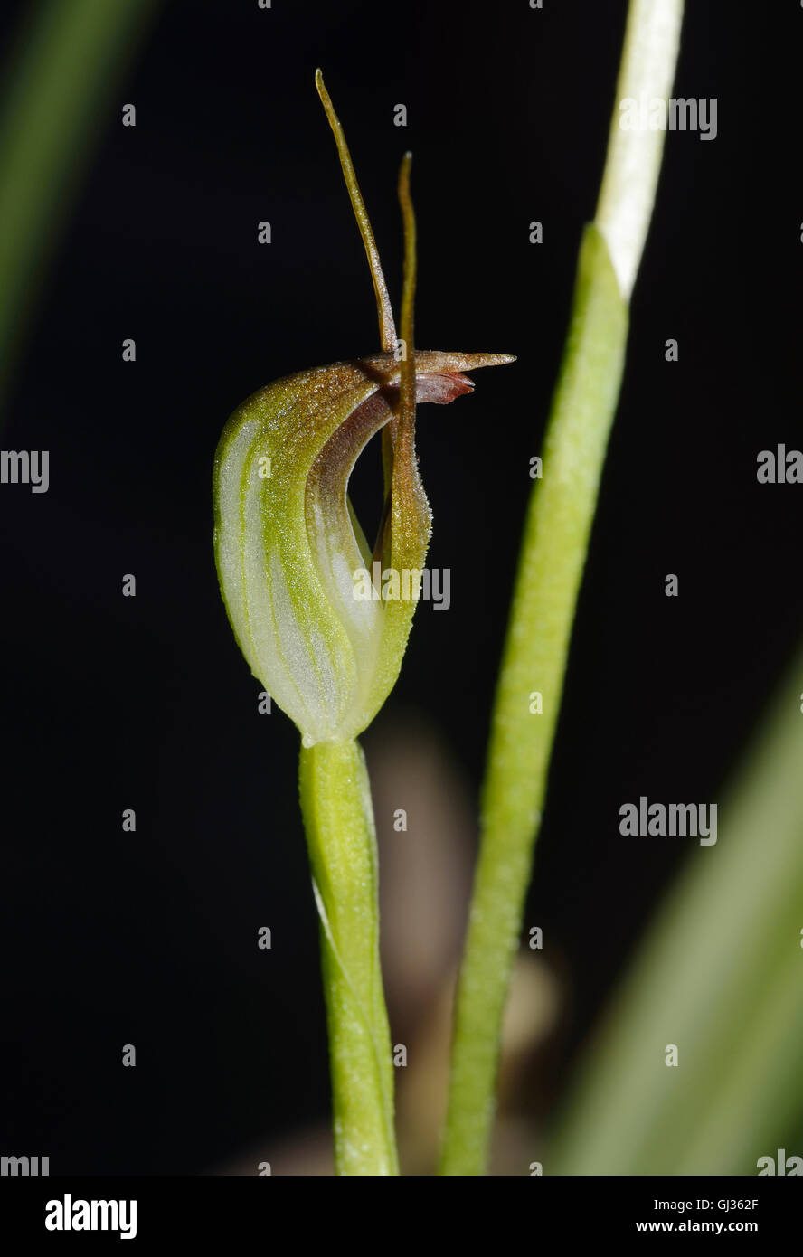 Pedunculate Pterostylis Orchidee - Pterostylis Pedunculata aus Australien Stockfoto