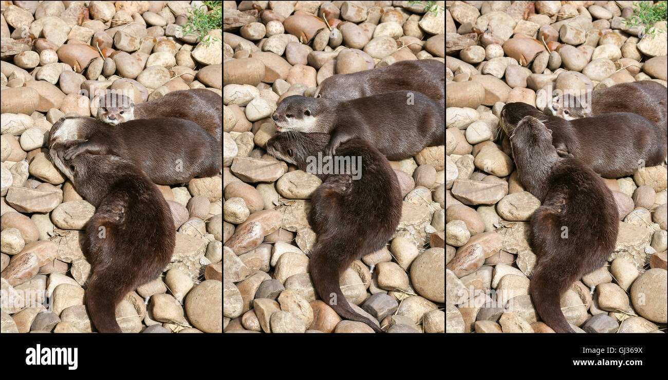 Collage aus orientalischen kleine krallte Otter Familie schlafen auf dem Felsen, faul Gruppe von jungen asiatischen kurze Krallen Otter. Stockfoto