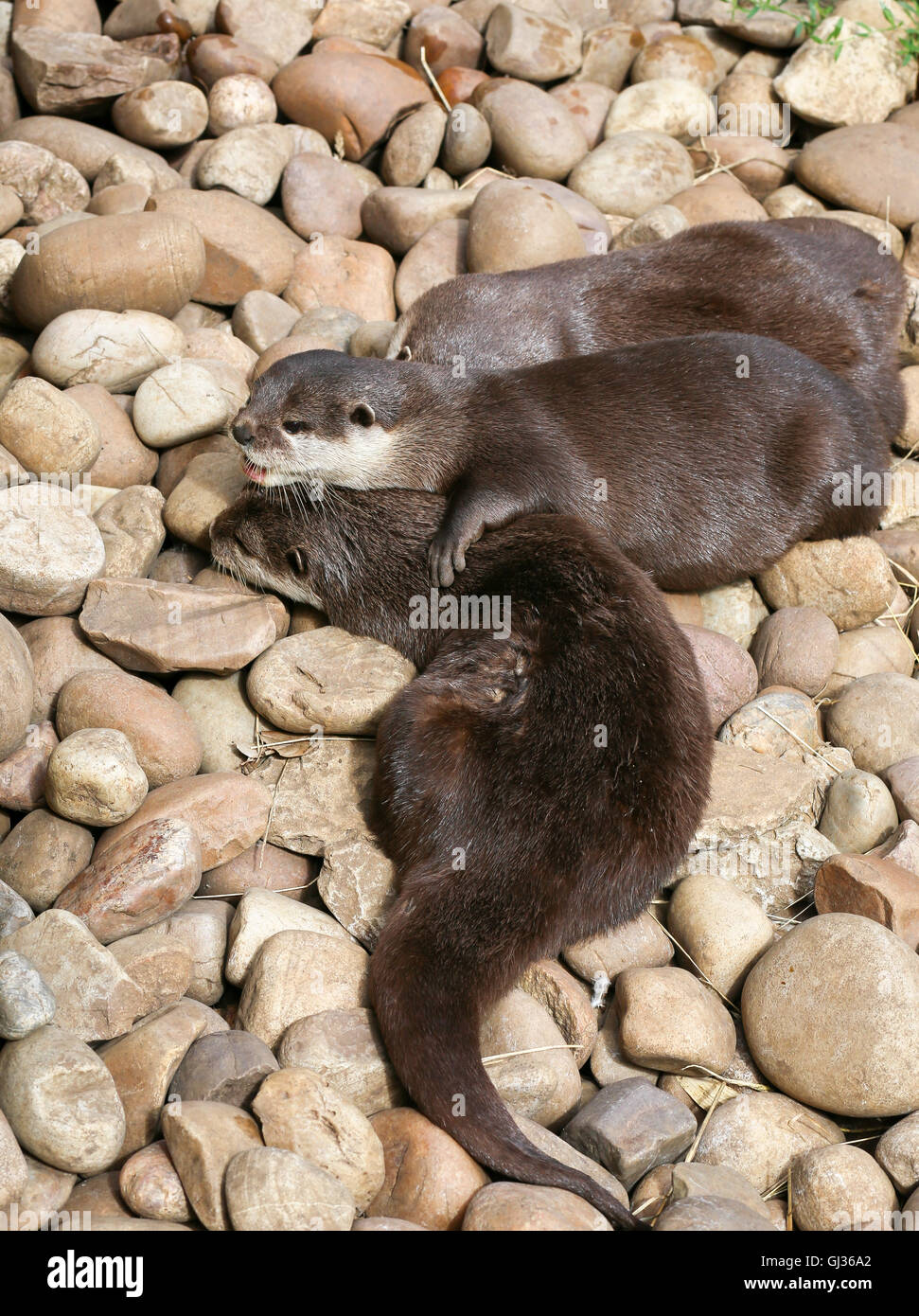 Orientalische kleine krallte Otter Familie schlafen auf der Rock, faul Gruppe von jungen asiatischen kurze Krallen Otter. Stockfoto