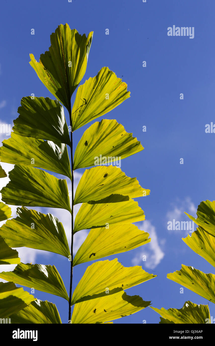 Caryota Palmblätter Mitis Fishtail in voller Sonne und blauen Himmelshintergrund Stockfoto