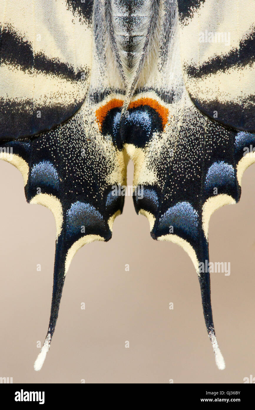 Südliche Segelfalter (iphiclides Art), close-up auf Auge und Schwänze Stockfoto