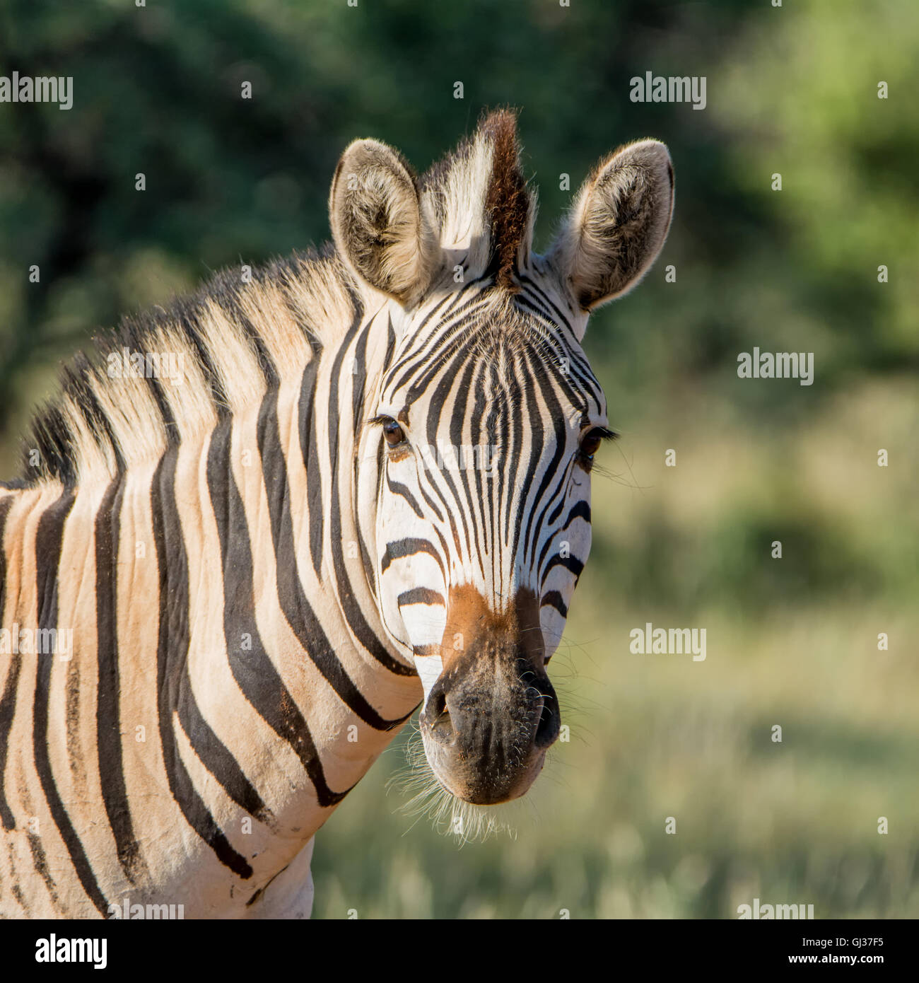 Porträt einer Burchell-Zebras im südlichen afrikanischen Savanne Stockfoto