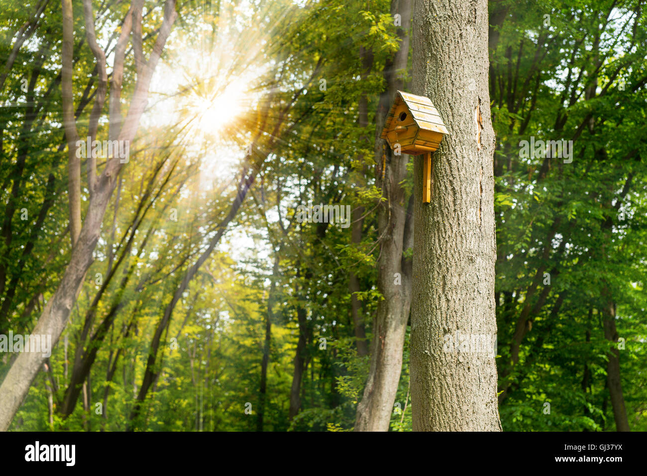 Vogelhäuschen am hohen Baum mit Sonnenlicht durch Wald im Hintergrund für Natur-Thema Stockfoto