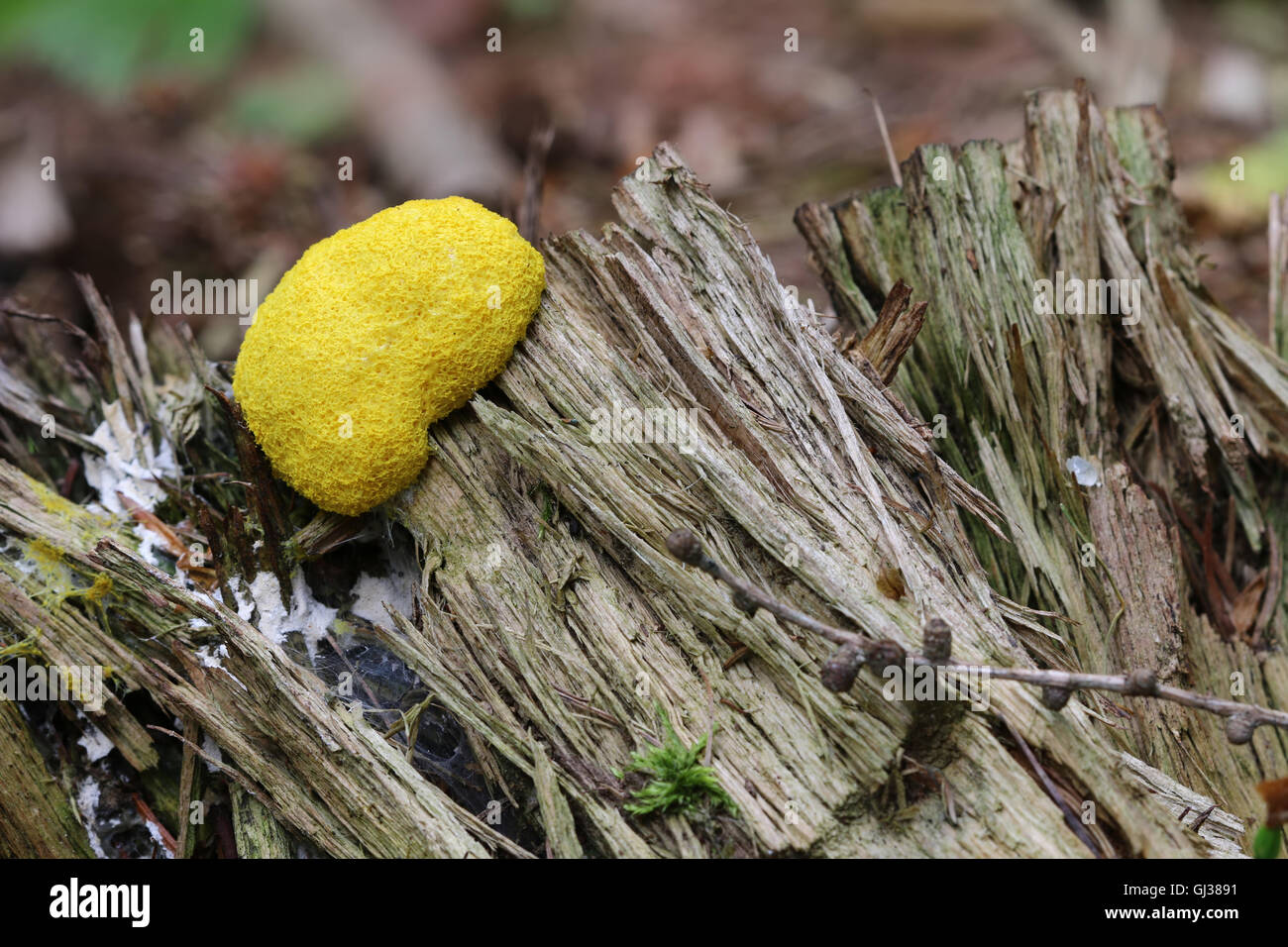 Slime Mold - ungenießbare Pilze Stockfoto