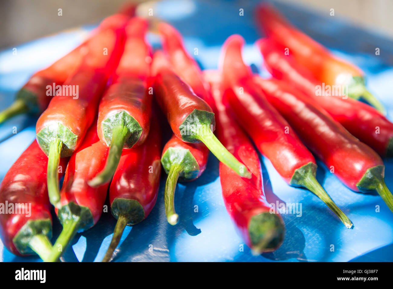 Mittlere Gruppe von frische rote Chilischoten Stockfoto