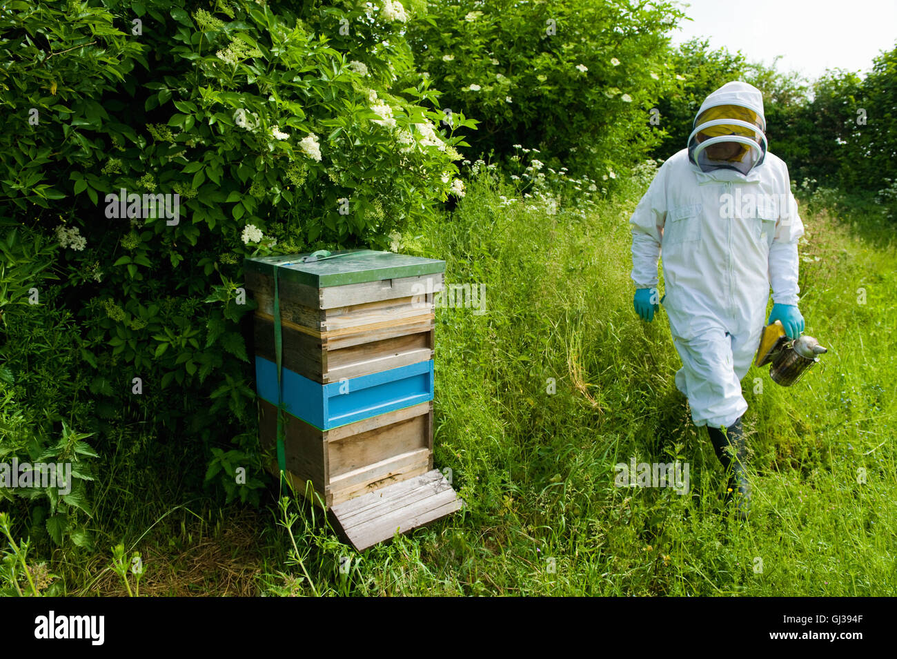 Imker-Schutzkleidung nähert sich Bienenstock Stockfoto