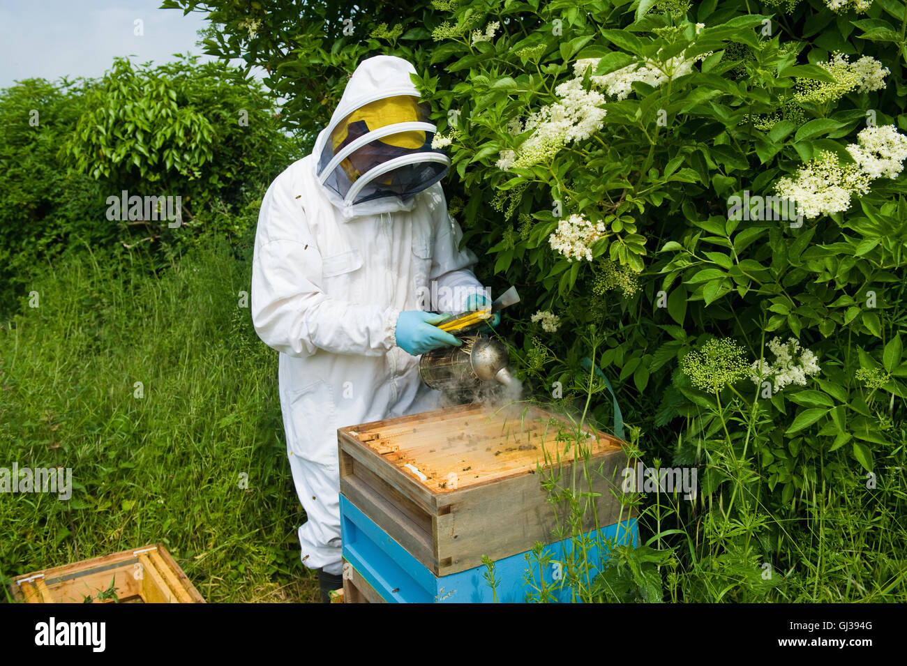 Imker-Schutzkleidung mit Biene Raucher auf Bienenstock Stockfoto