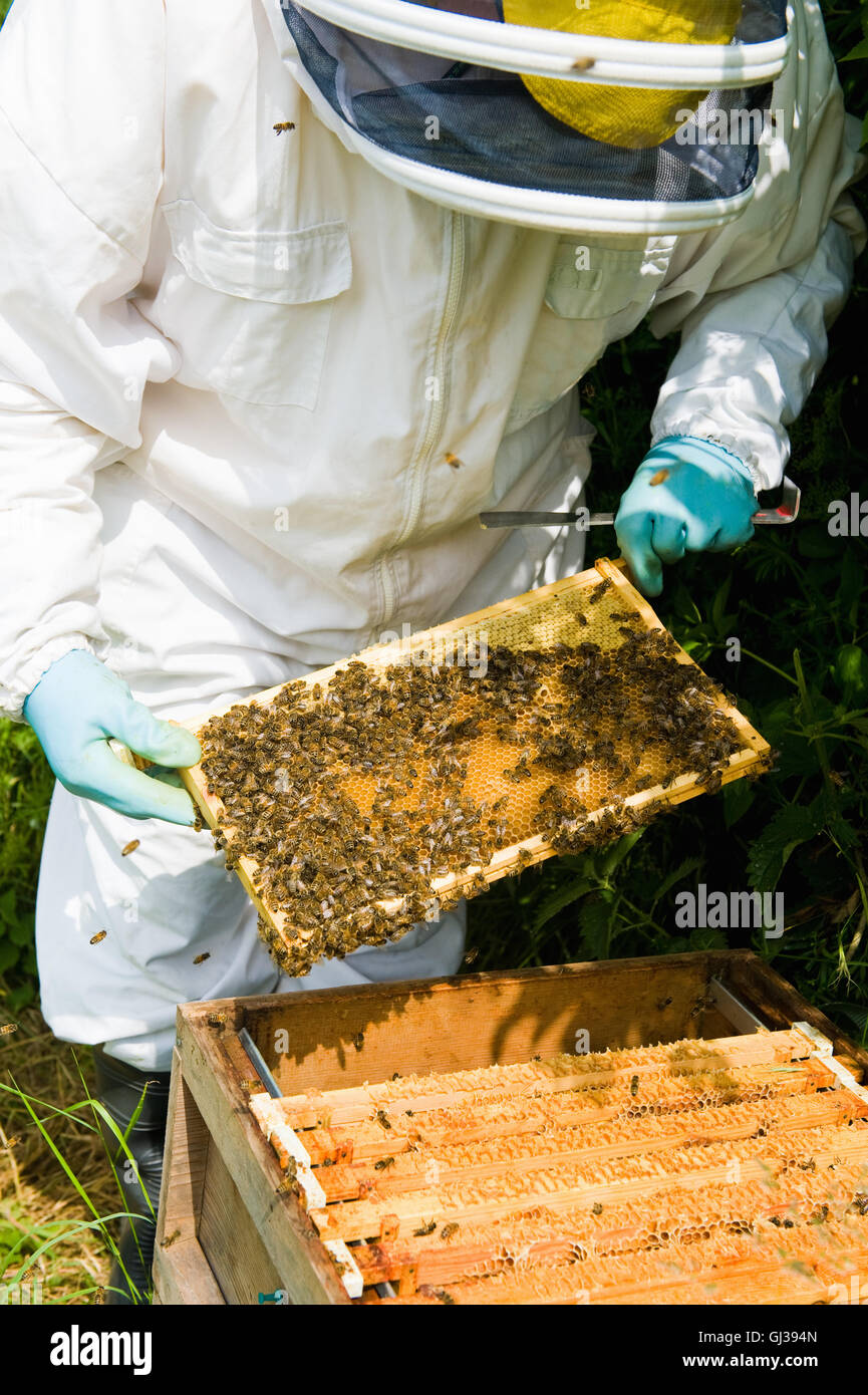 Imker-Schutzkleidung Überprüfung Bienenstock Stockfoto