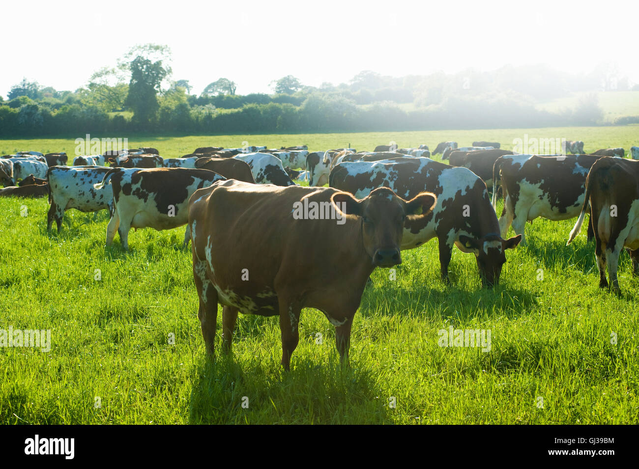 Porträt von Kuh und weidenden Herde im sonnigen Feld Stockfoto