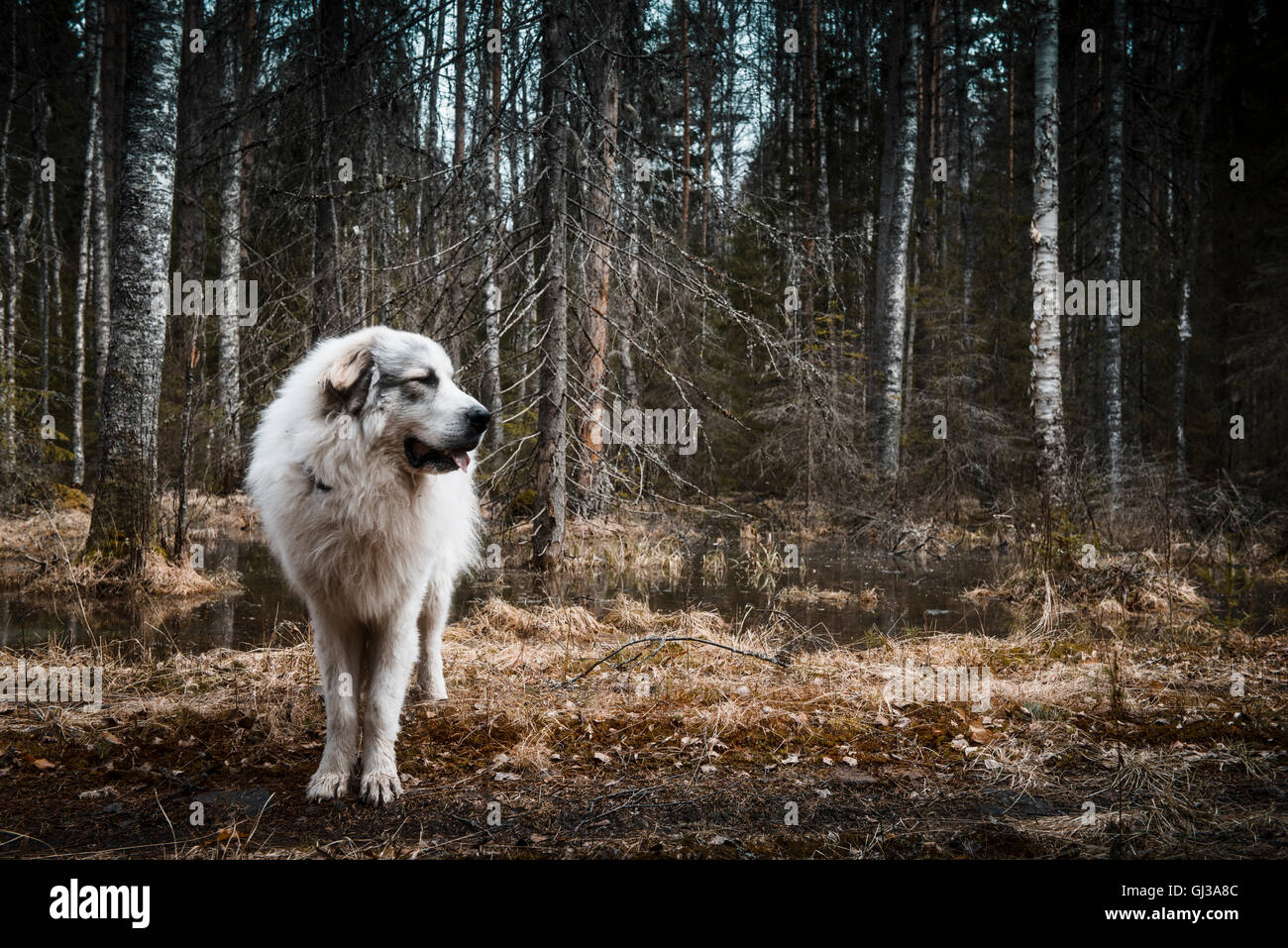 Porträt der Pyrenäen Berg Hund stehend auf Waldweg, Orivesi, Finnland Stockfoto