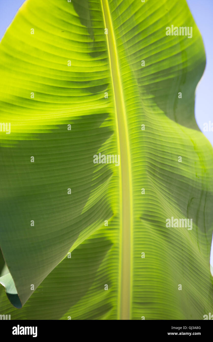 Bananenblatt auf sonnigen Tag Stockfoto