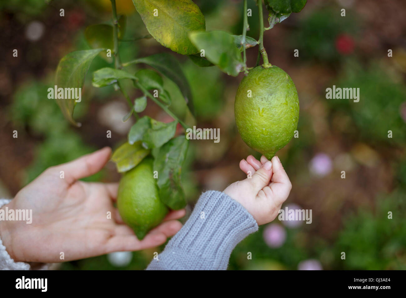 Hände von Mutter und Tochter berühren Zitronen am Baum Stockfoto