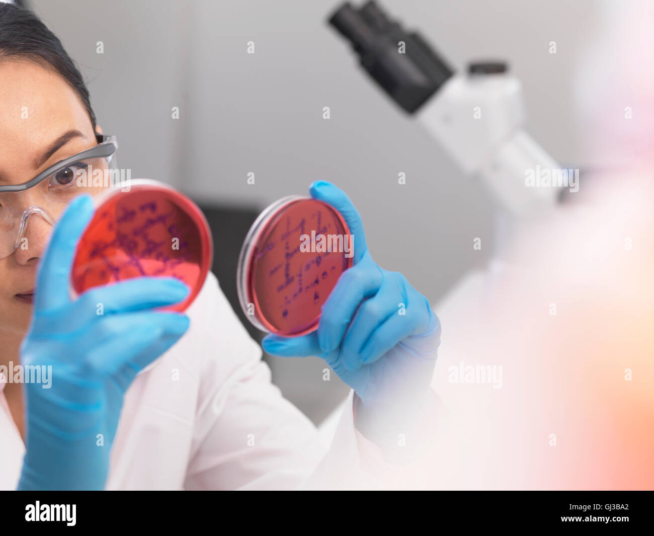 Wissenschaftler untersuchen mikrobiologische Kulturen in einer Petrischale Stockfoto