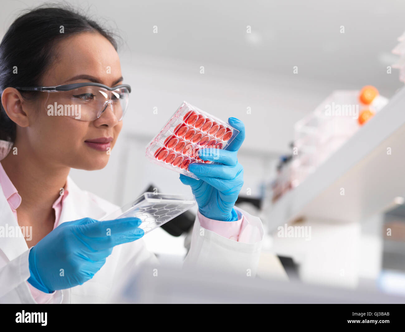 Wissenschaftlerin Zellkulturen in Multi gut Fach im Labor untersuchen Stockfoto