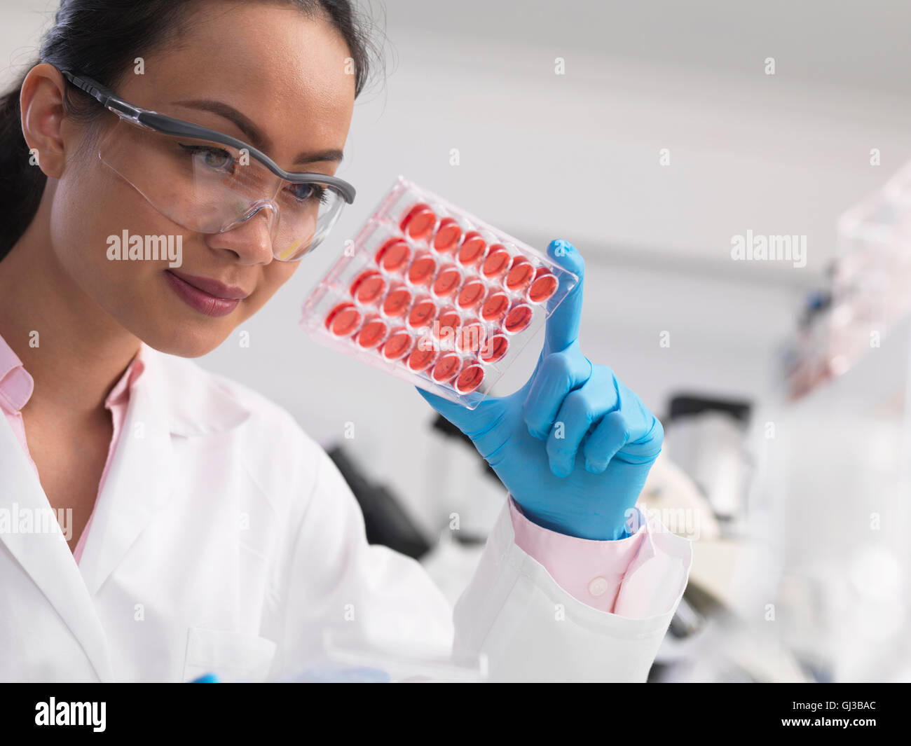 Wissenschaftlerin Zellkulturen in Multi gut Fach im Labor untersuchen Stockfoto