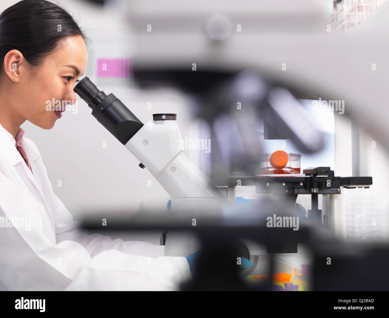 Wissenschaftlerin Zellkulturen wachsen in einem Kultur-Glas mit einem inversen Mikroskop im Labor untersuchen Stockfoto