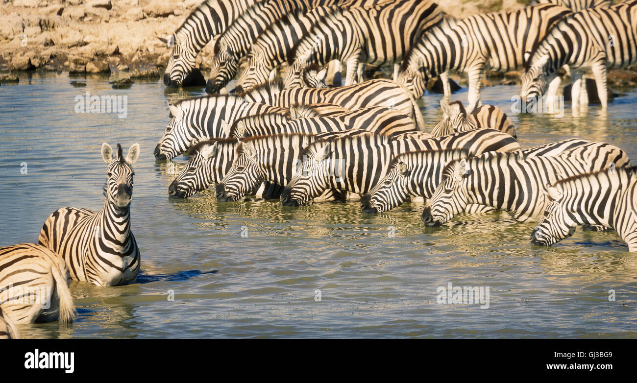 Zebras im Teich, Etosha Nationalpark, Namibia Stockfoto