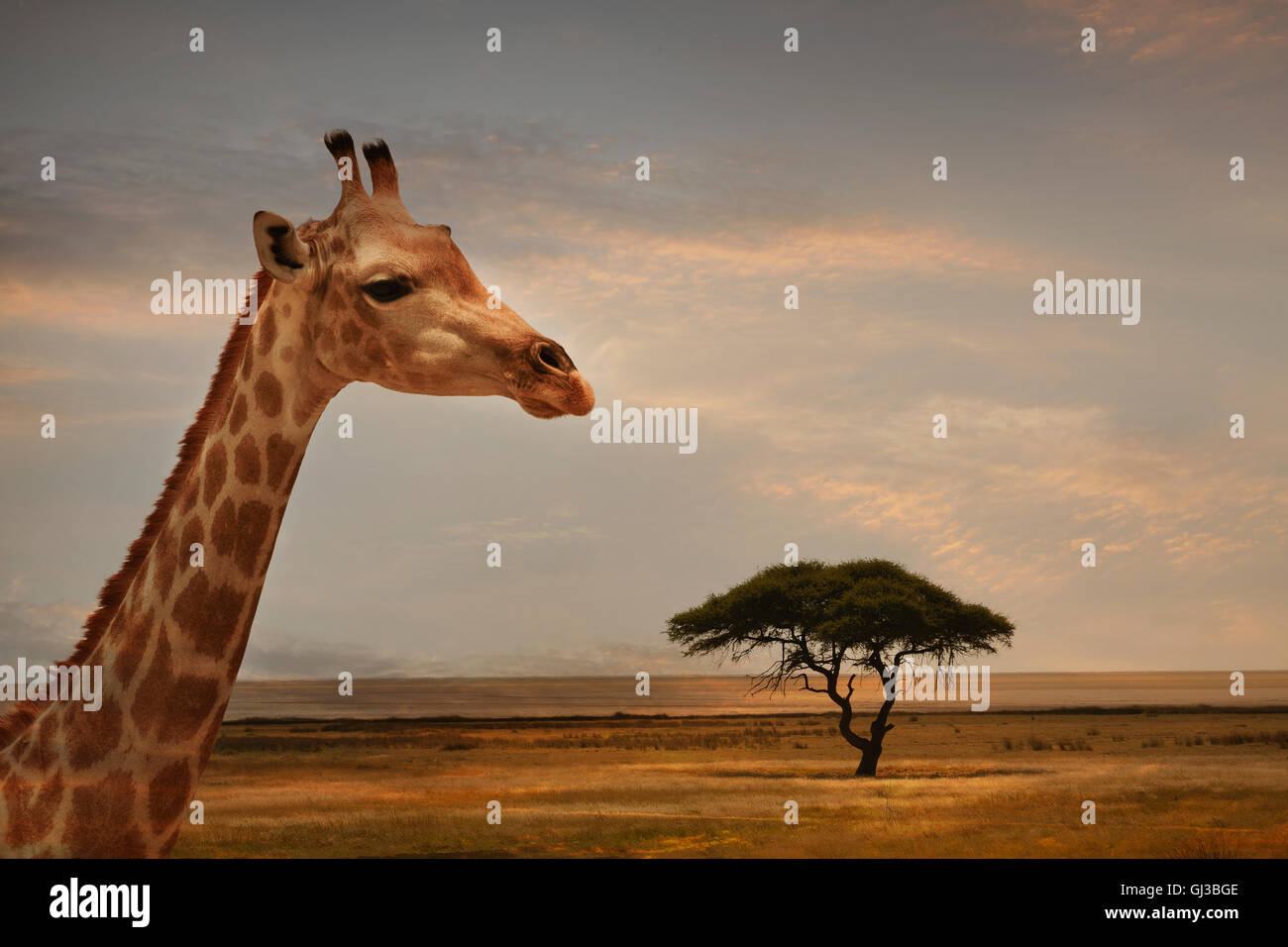 Giraffe bei Sonnenuntergang, Etosha Nationalpark, Namibia Stockfoto