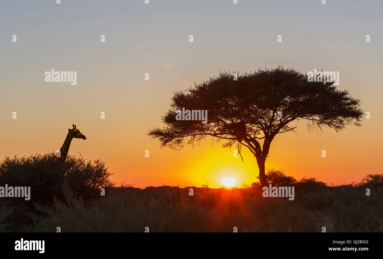 Giraffe, einsame Akazie bei Sonnenuntergang, Etosha Nationalpark, Namibia Stockfoto