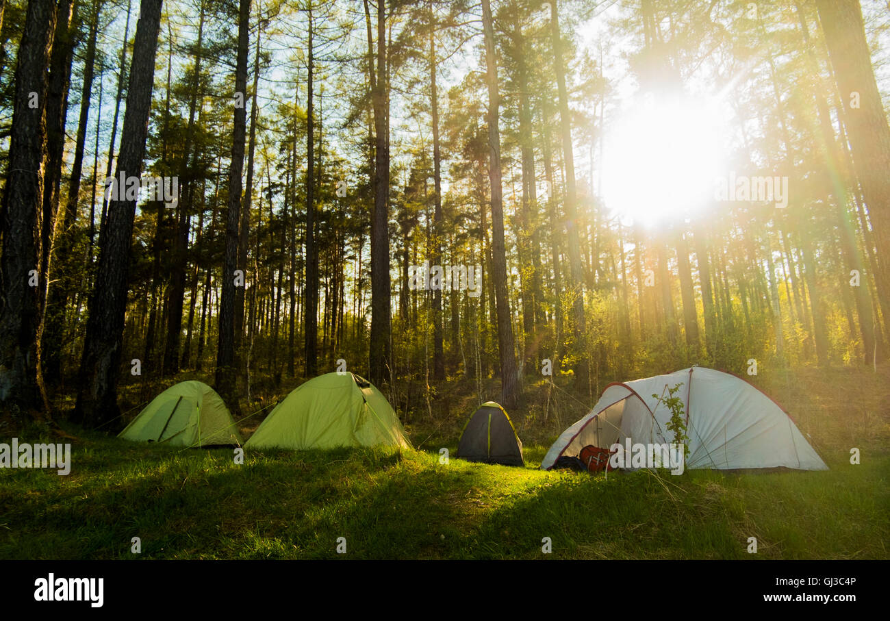 Vier Zelte im sonnendurchfluteten Wald, Russland Stockfoto