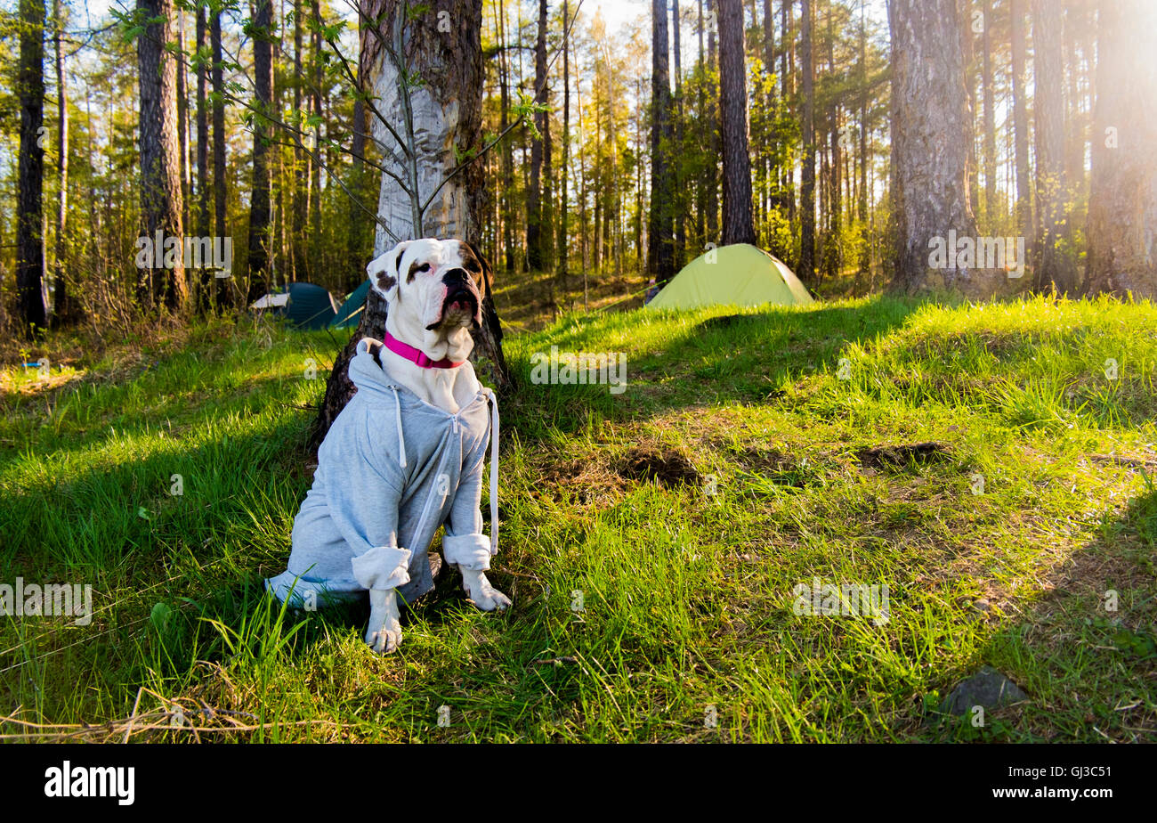 Porträt der Bulldogge im Wald tragen hoody, Russland Stockfoto