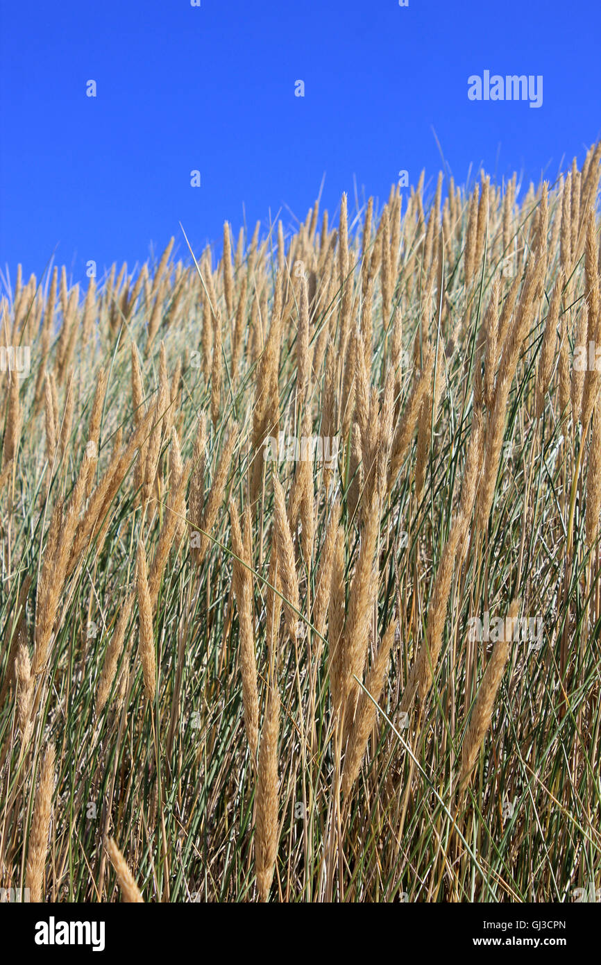 Dünengebieten Grass Ammophila arenaria Stockfoto