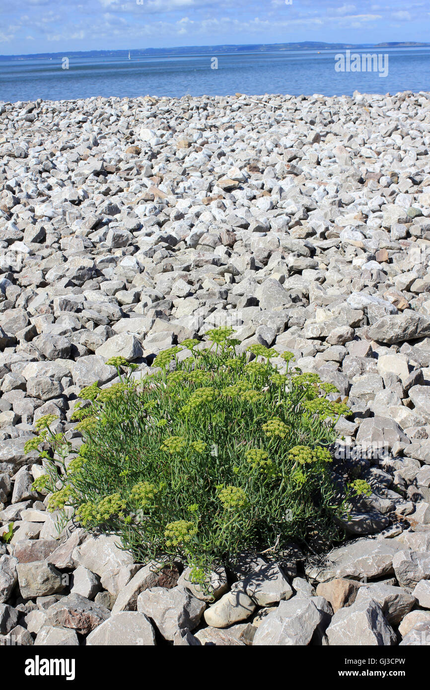 Rock Samphire aka Sea Fenchel Crithmum maritimum Stockfoto