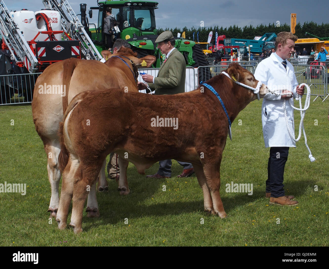 Zeigt Stammbaum Rinder, Hauptring, Show Haddington, East Fortune, East Lothian Stockfoto