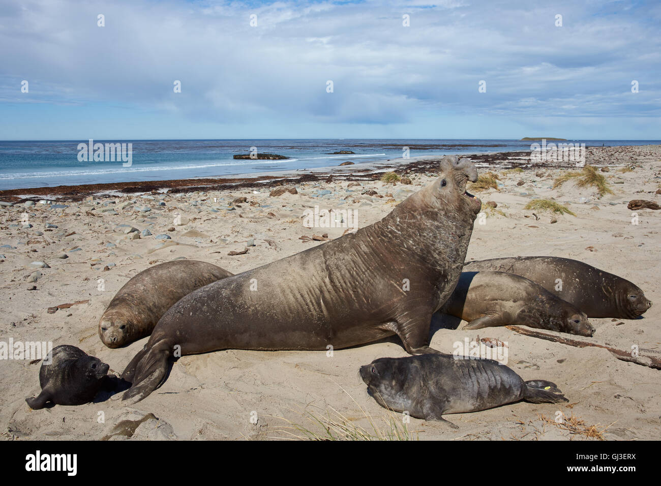 Südlichen See-Elefanten (Mirounga Leonina) an einem Sandstrand auf Seelöwe Insel auf den Falklandinseln. Stockfoto