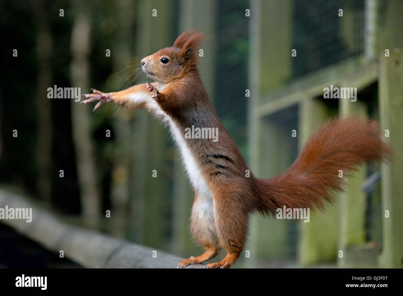 Eichhörnchen Sciurus Vulgaris. Winter. UK Stockfoto