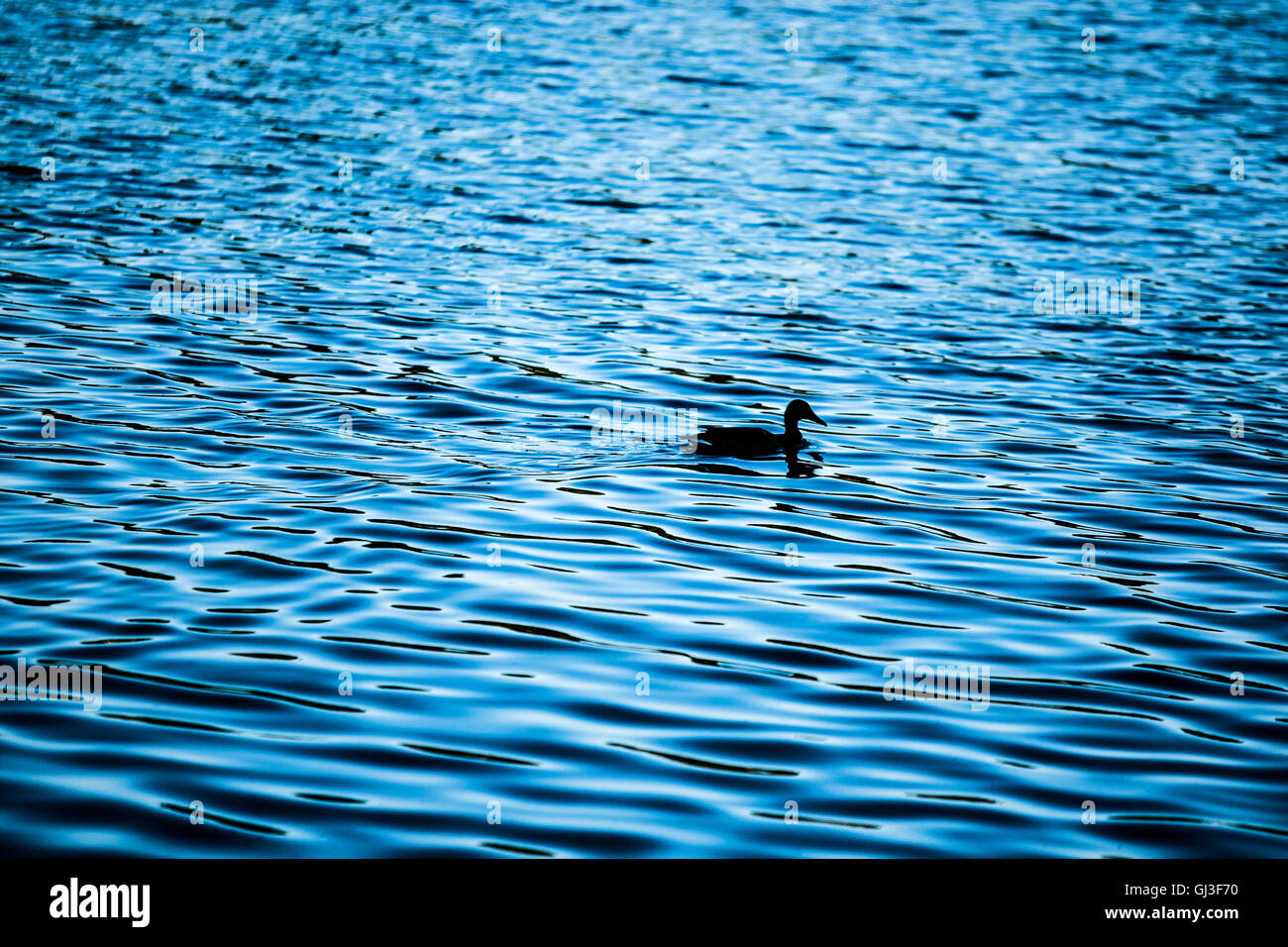 Eine einsame Ente treibt bei Sonnenuntergang über dem Wasser, ihre Silhouette spiegelt sich auf der sich kräuselnden Oberfläche. Stockfoto