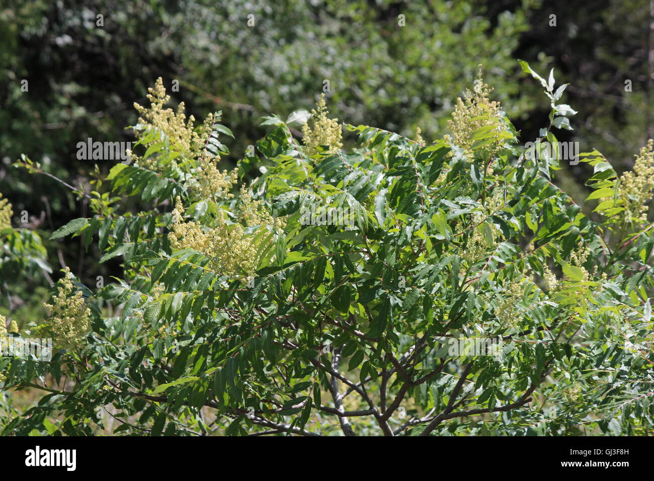 Männliche Staghorn Sumach Blume früh blühen im Frühsommer, ist ein Strauch bis kleiner Baum Stockfoto